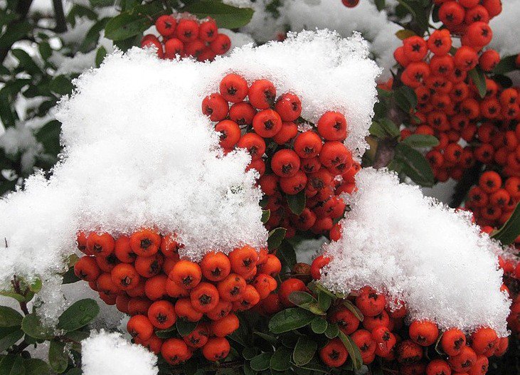 Рябинка - зима, растение - оригинал