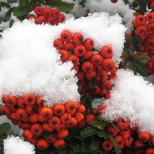 Схема вышивки «Рябинка»