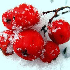 Схема вышивки «Рябинка2»