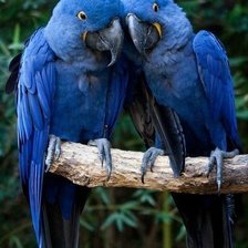 Схема вышивки «Попугаи»