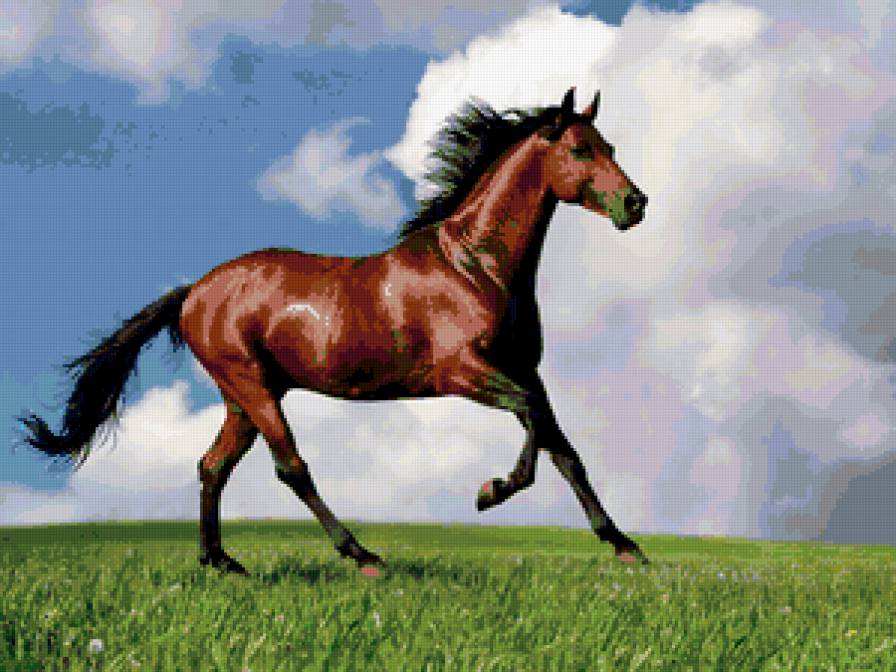 конь - предпросмотр