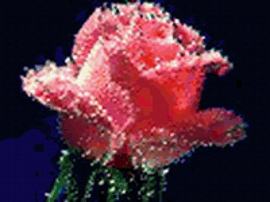 роза в россе - природа, роза, цветы - предпросмотр