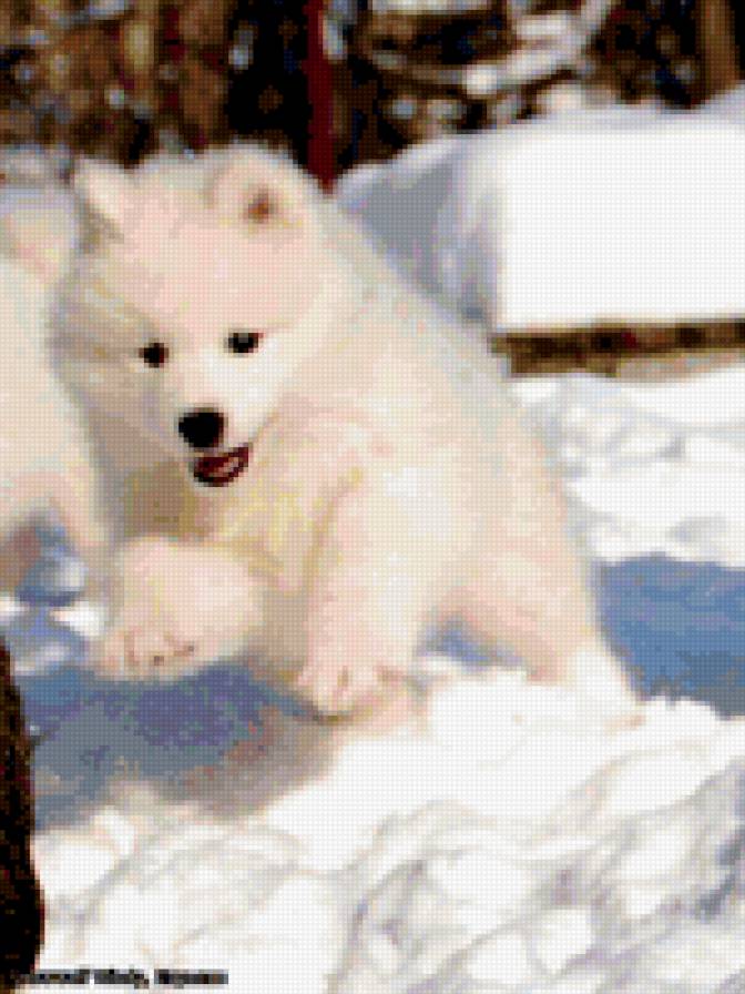 щенок - собака, снег, лайка, животные, щенок - предпросмотр