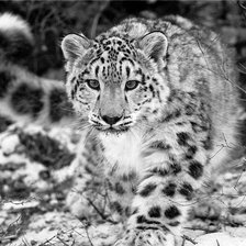 Схема вышивки «барс на охоте»