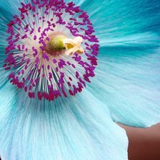 Схема вышивки «Цветочек»