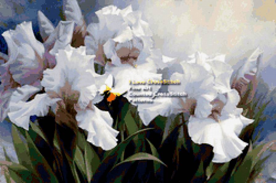 ирисы - цветы - предпросмотр