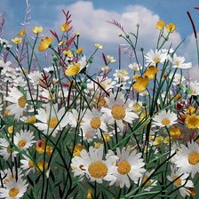 Схема вышивки «ромашковое поле»