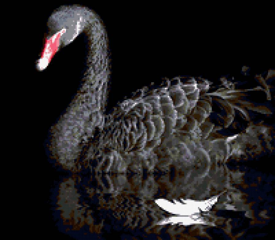 лебедь, монохром,верность - верность, лебедь, монохром - предпросмотр