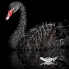 Схема вышивки «лебедь, монохром,верность»