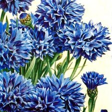 Схема вышивки «Васильковое панно»