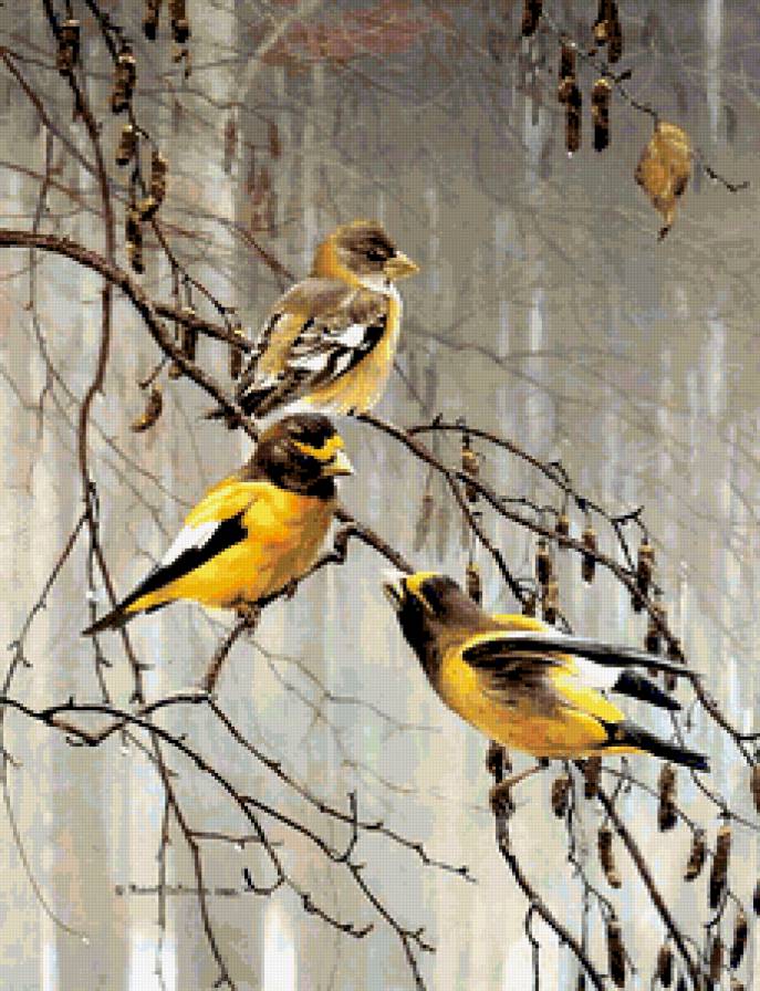 Птицы. - природа, птицы - предпросмотр