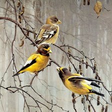 Схема вышивки «Птицы.»