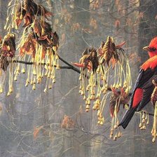 Схема вышивки «Птицы»