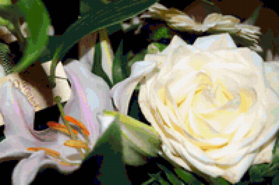 роза белая - роза - предпросмотр