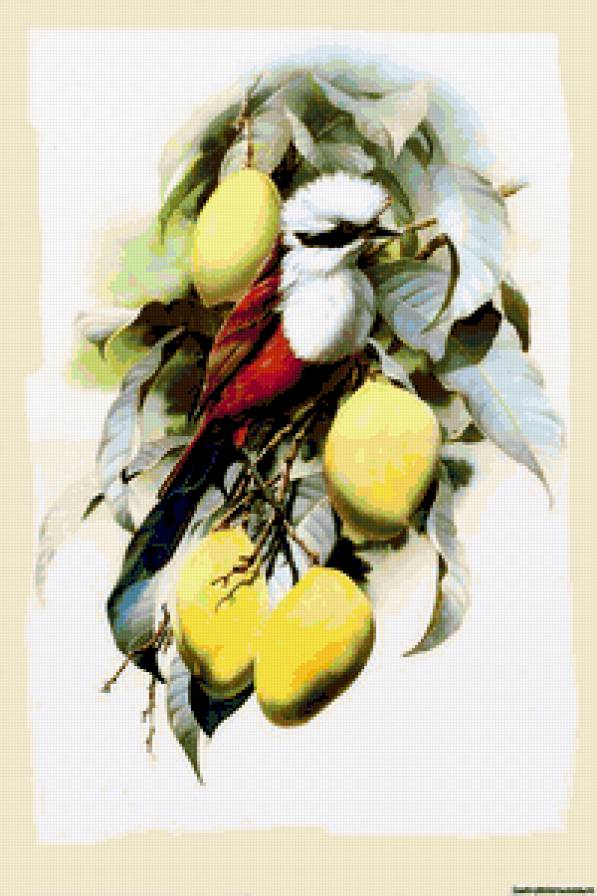 Птица - природа, птицы - предпросмотр