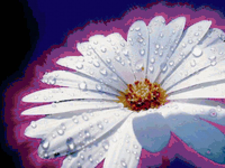 ромашка - предпросмотр