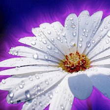 Схема вышивки «ромашка»