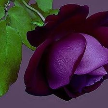 Схема вышивки «№247819»