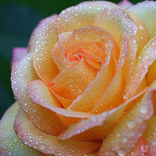 Схема вышивки «роза»