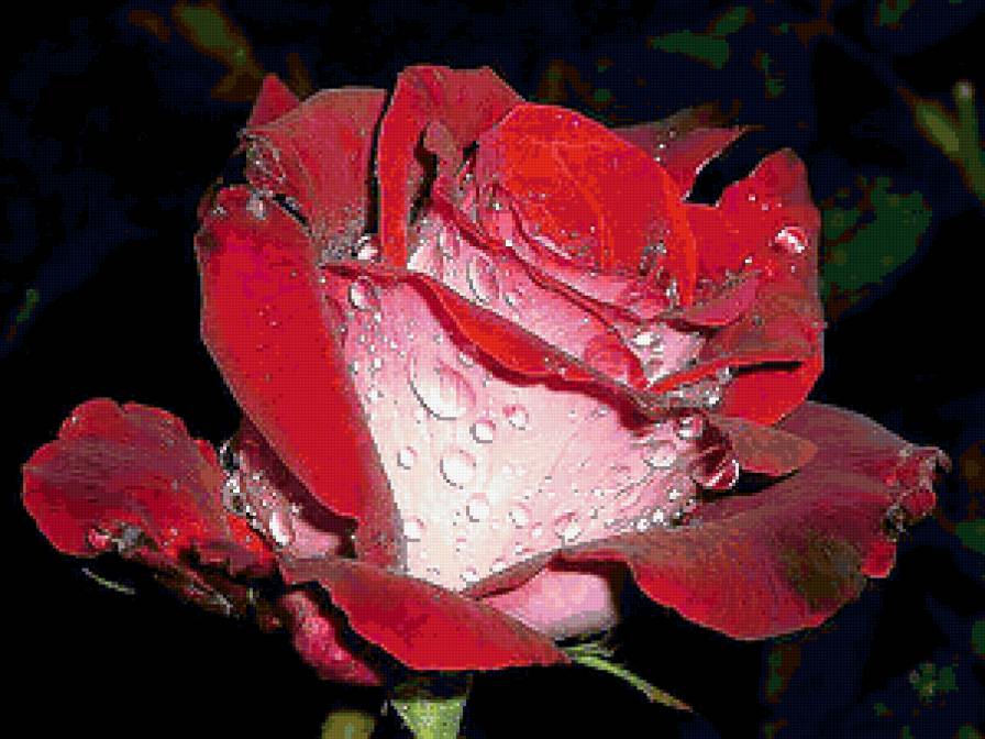 роза - цветы - предпросмотр