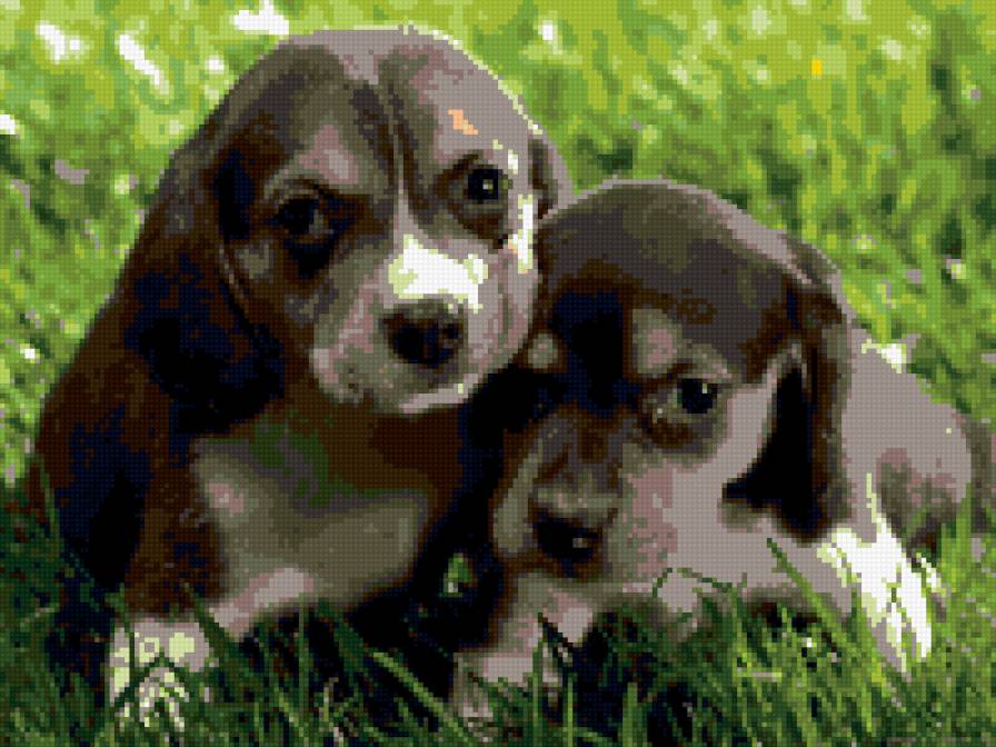 Щеночки - щенок, ротвейлер, собака - предпросмотр