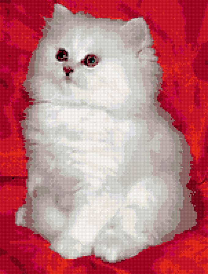 котя - предпросмотр