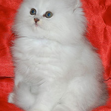 Схема вышивки «котя»