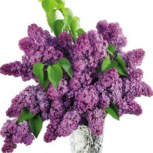 Схема вышивки «СИРЕНЬ»