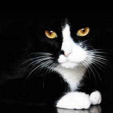 Схема вышивки «№247924»