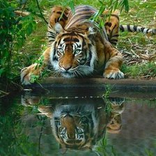 Схема вышивки «№247935»