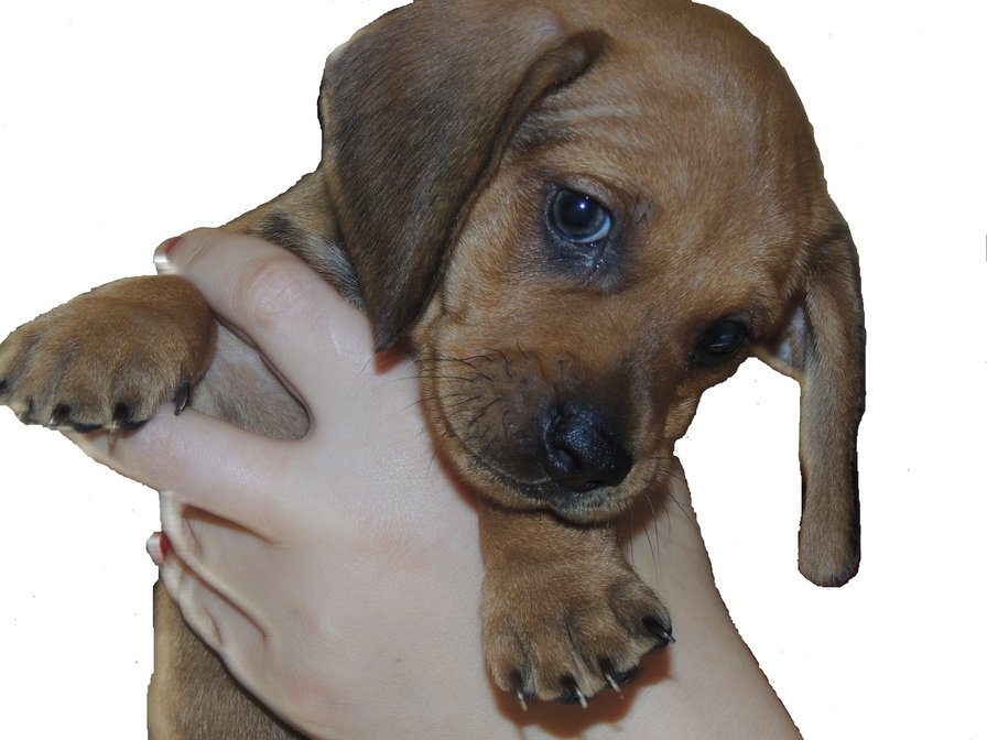 тимоша - оригинал