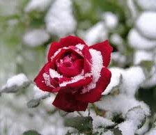 Схема вышивки «роза»