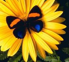 Схема вышивки «бабочка»