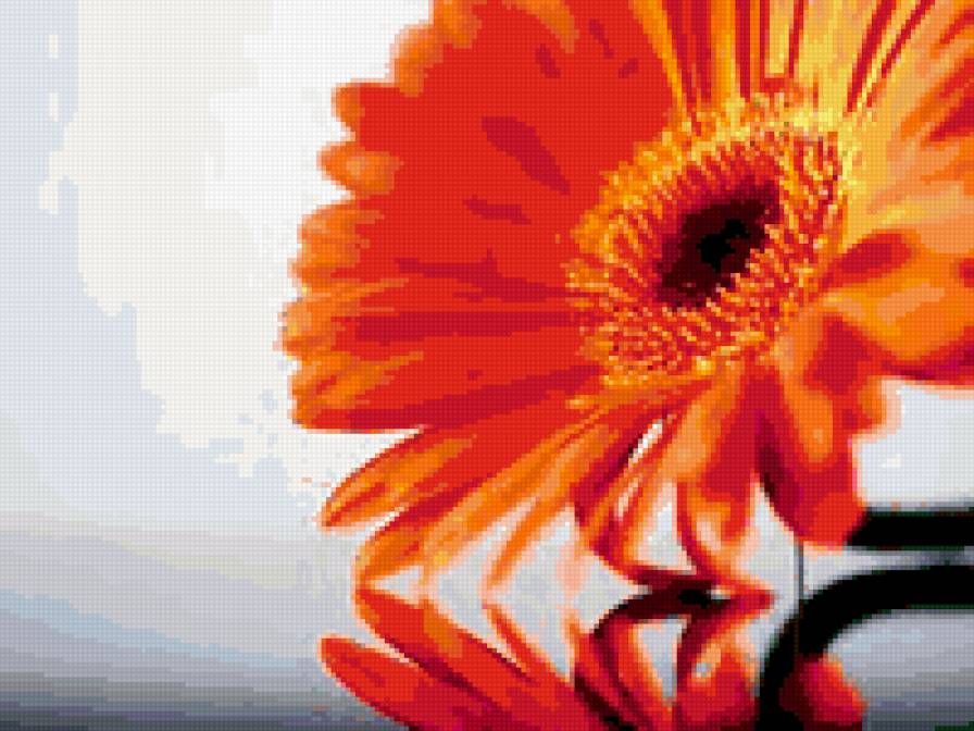 гербера - предпросмотр