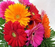 Схема вышивки «герберы»