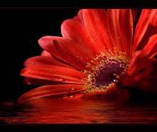 Схема вышивки «герберв»