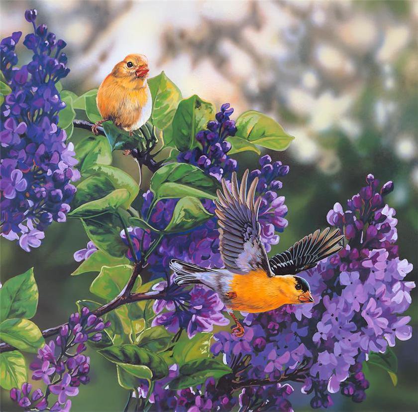 Птицы и цветы - птицы, цветы, растения, сирень, природа, животные - оригинал