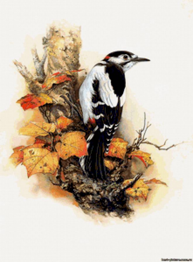 Птицы - природа, дятел, птицы - предпросмотр