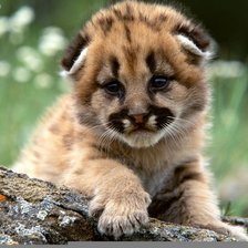 Схема вышивки «МИЛЫЙ»