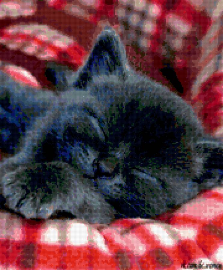 киса - предпросмотр