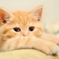 Схема вышивки «киса»