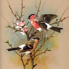 Схема вышивки «птицы»