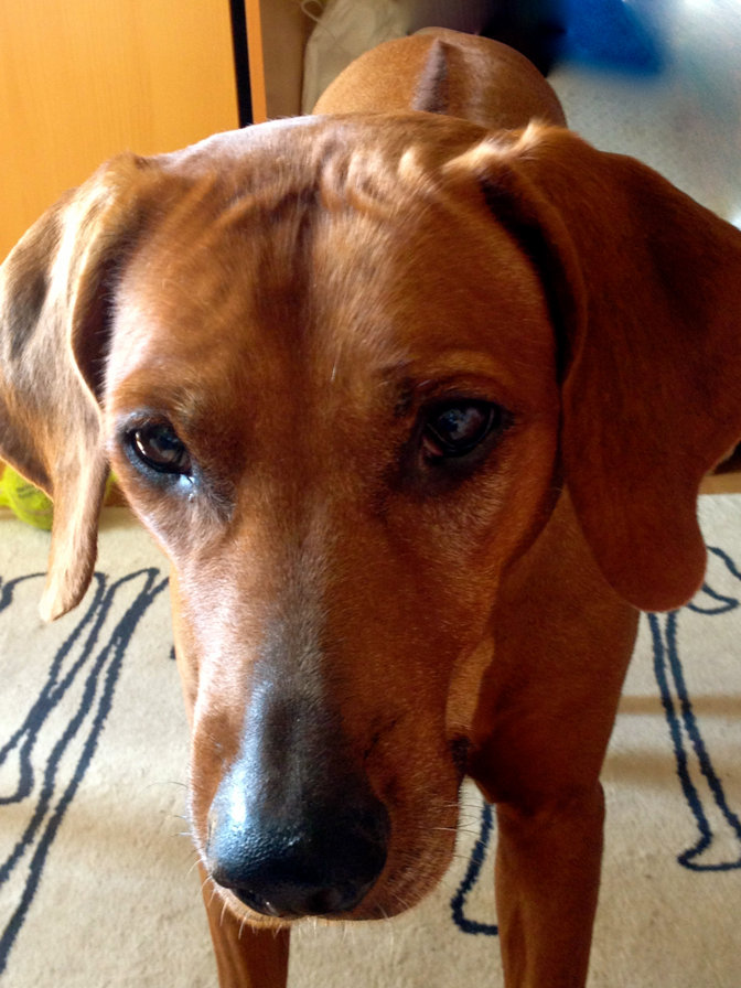 Наш риджбек - собака - оригинал