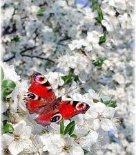 Схема вышивки «Весна.»