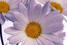 Схема вышивки «Ромашки»