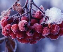 Схема вышивки «Рябина.»