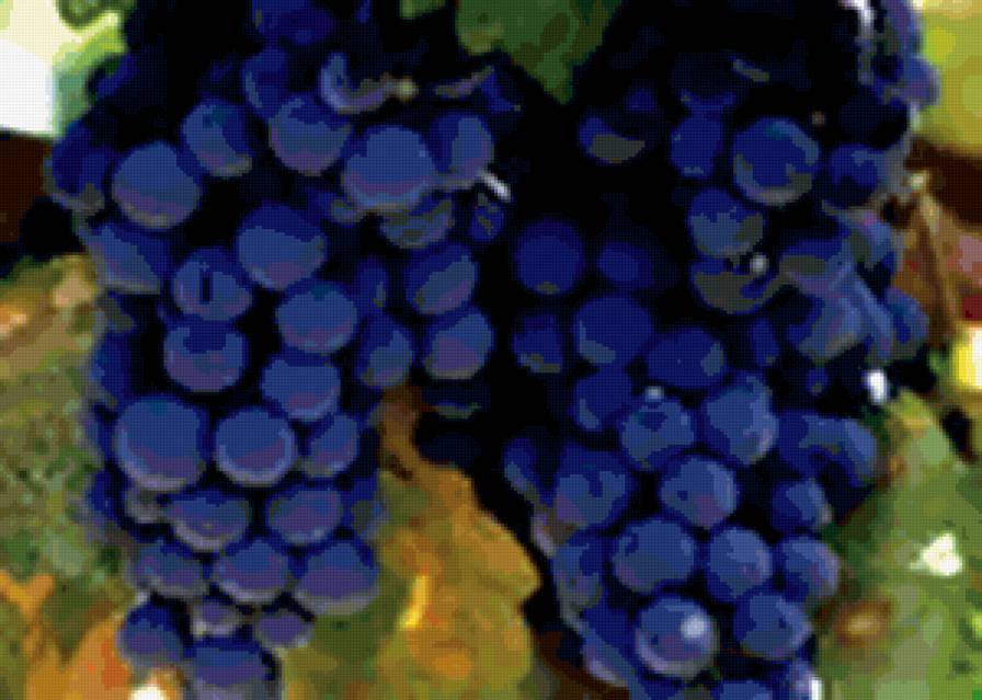 винград - предпросмотр