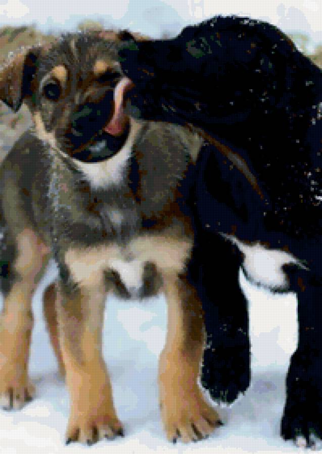 Забота - забота, дружба, собаки, щенки - предпросмотр