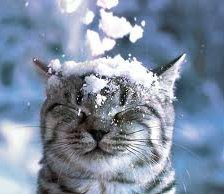 Схема вышивки «Кот.»