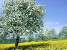 Схема вышивки «Лето.»